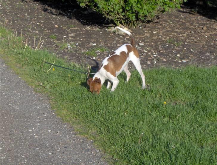 Dansk svensk gaardhund Bølle - Jeg tror der er noget her!!! billede 11