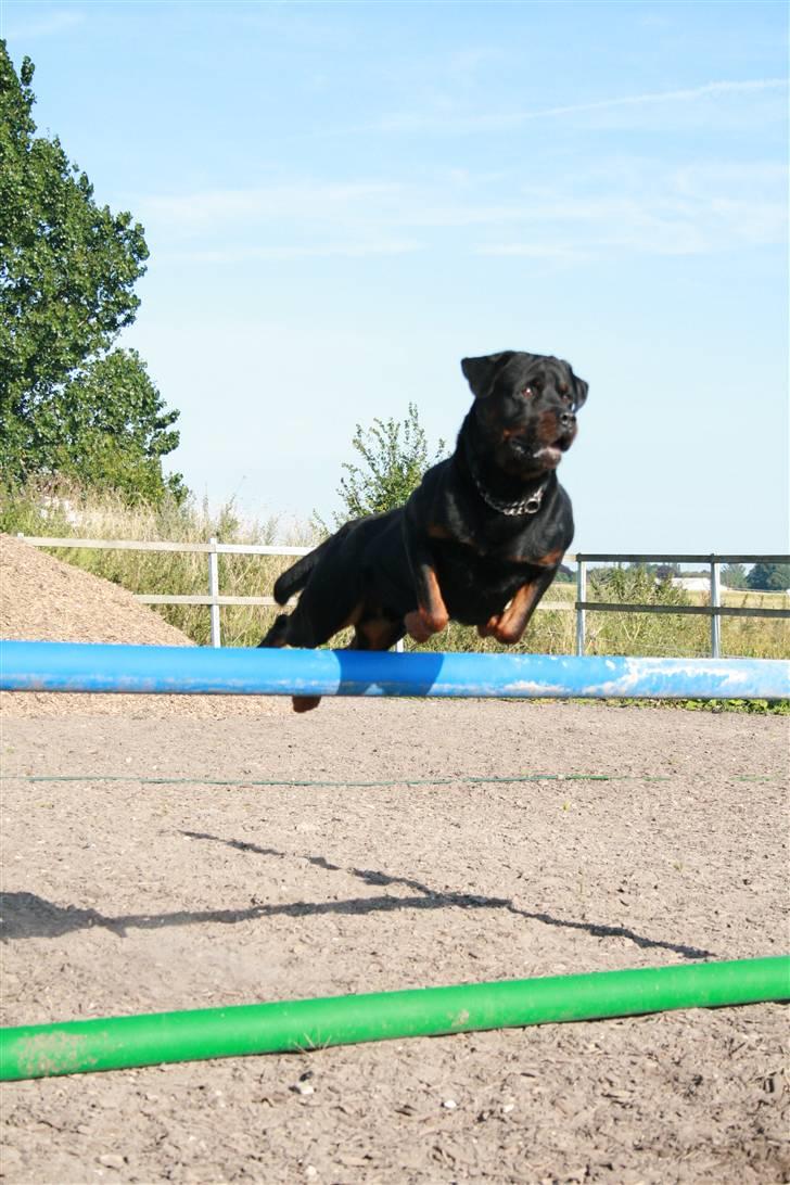 Rottweiler Buster - Velkommen til Busters profil : ) billede 1