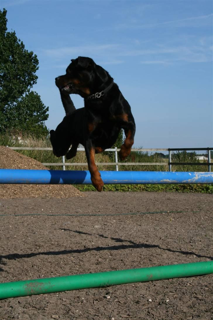 Rottweiler Buster billede 2