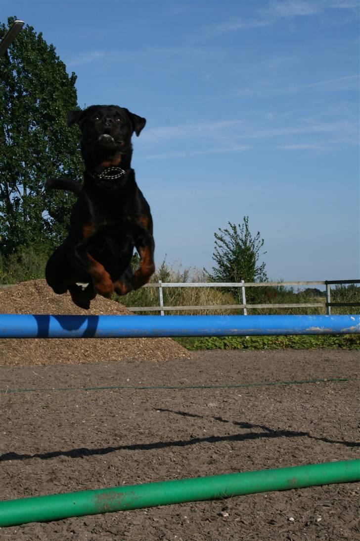 Rottweiler Buster billede 3