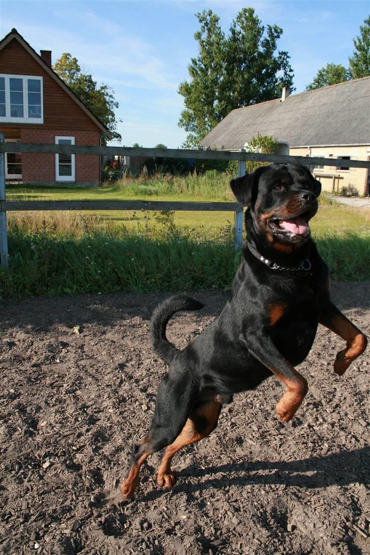 Rottweiler Buster billede 4