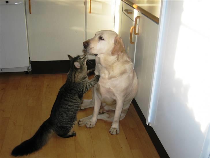 Labrador retriever Melicmark Make a move billede 9