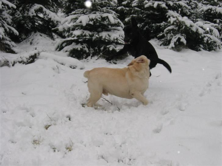 Labrador retriever Melicmark Make a move billede 11