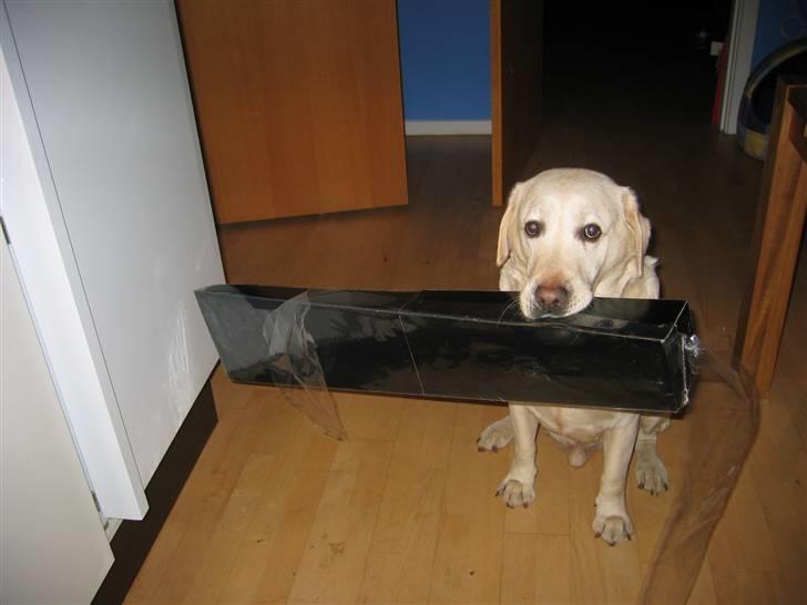 Labrador retriever Melicmark Make a move billede 12