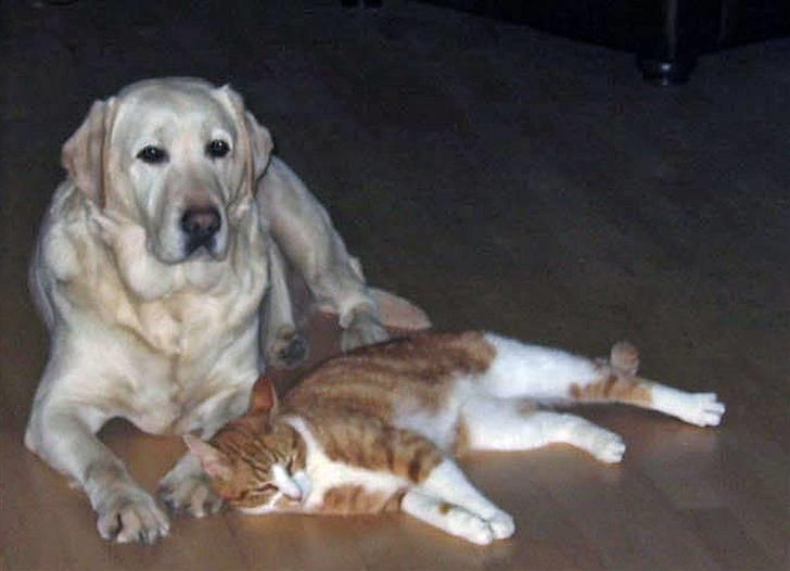 Labrador retriever Melicmark Make a move billede 13