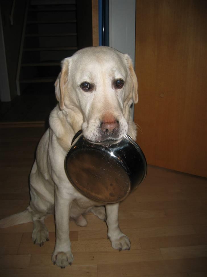 Labrador retriever Melicmark Make a move billede 14