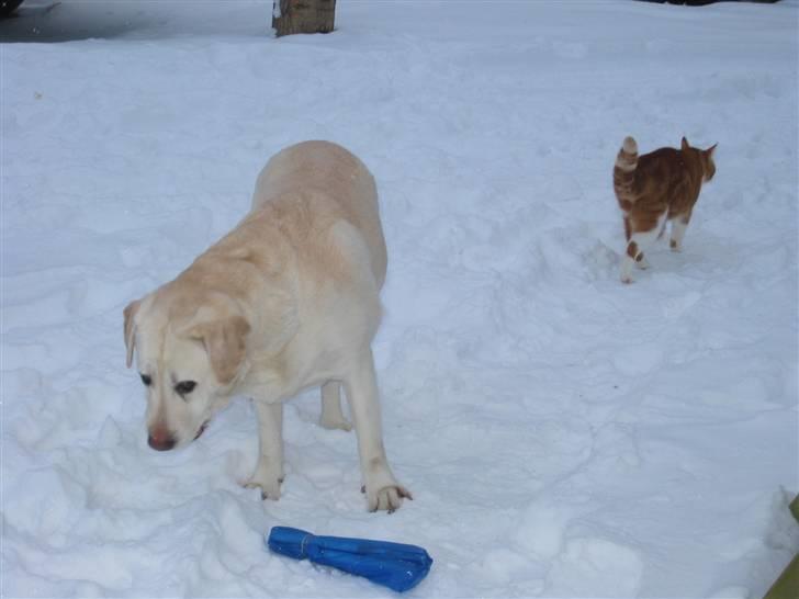 Labrador retriever Melicmark Make a move billede 15
