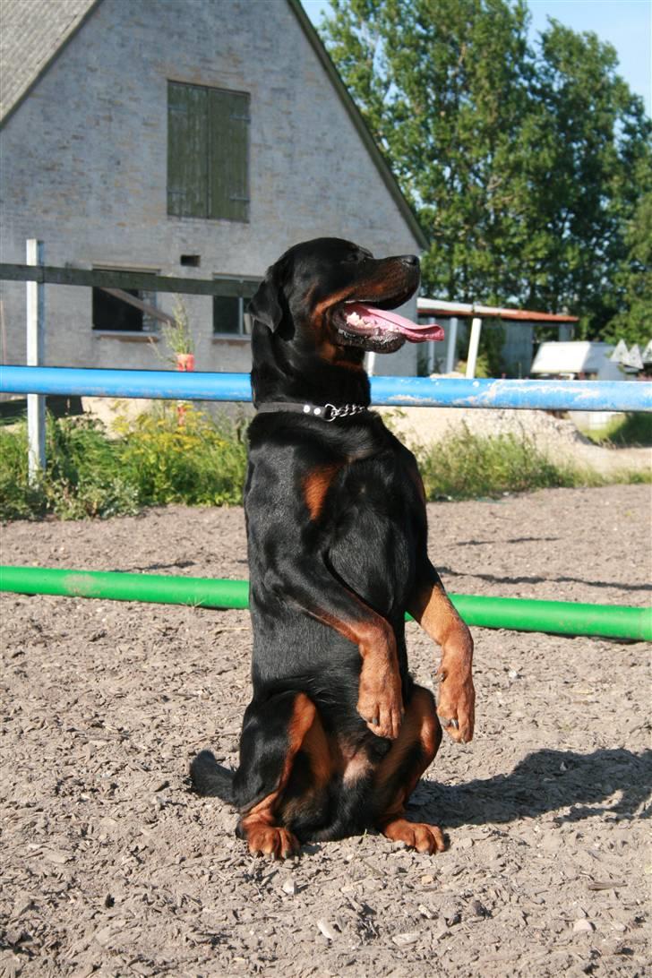 Rottweiler Buster billede 5