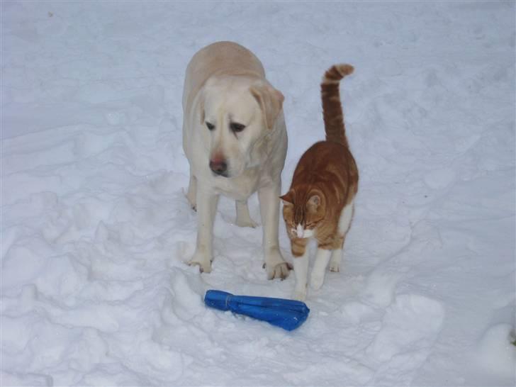 Labrador retriever Melicmark Make a move billede 16