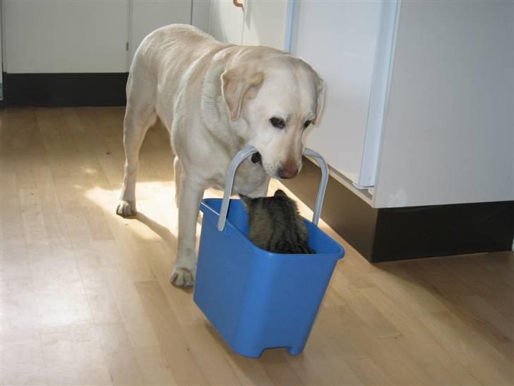 Labrador retriever Melicmark Make a move billede 17