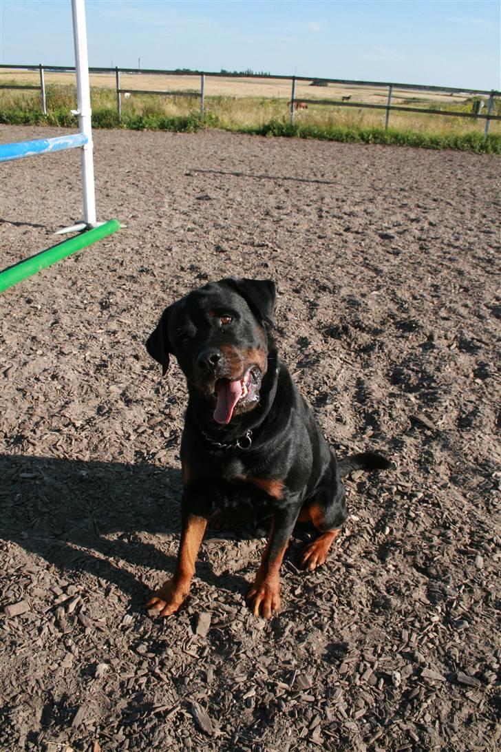 Rottweiler Buster billede 6