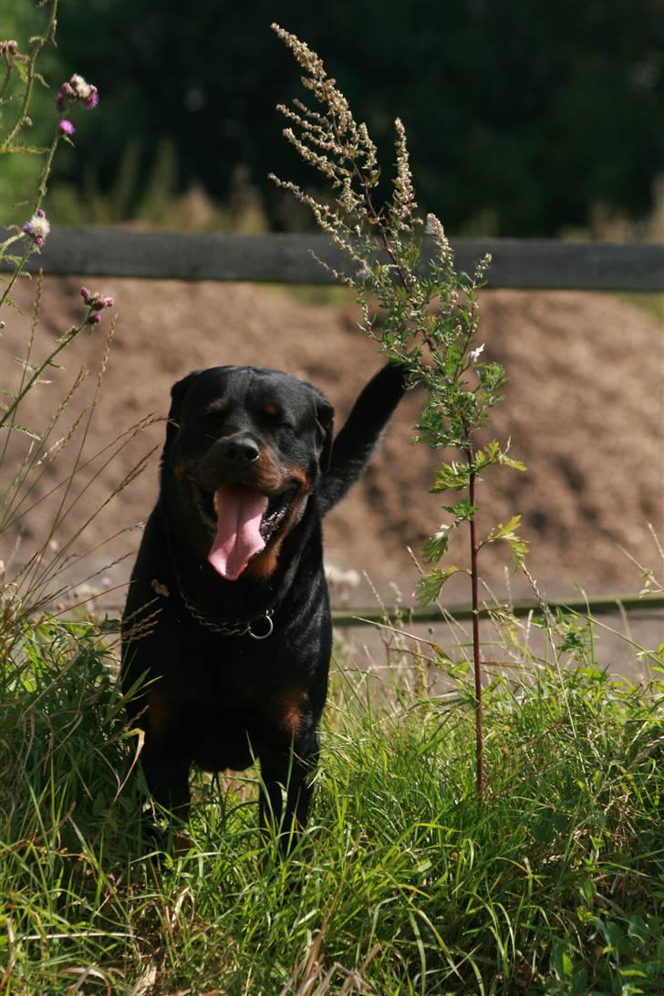 Rottweiler Buster billede 7