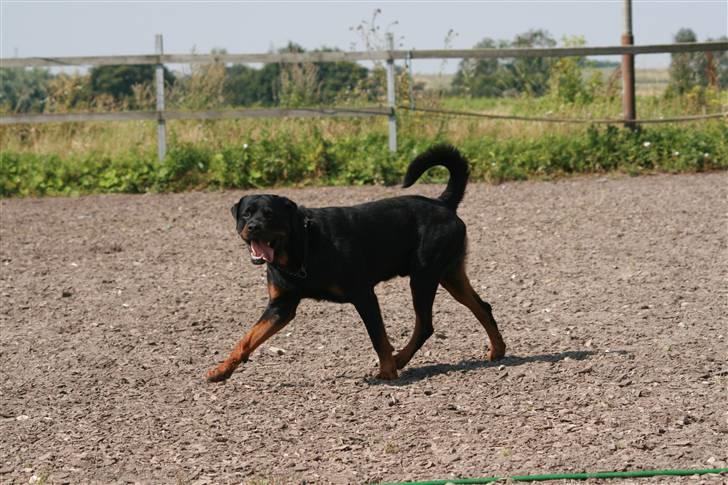 Rottweiler Buster billede 8