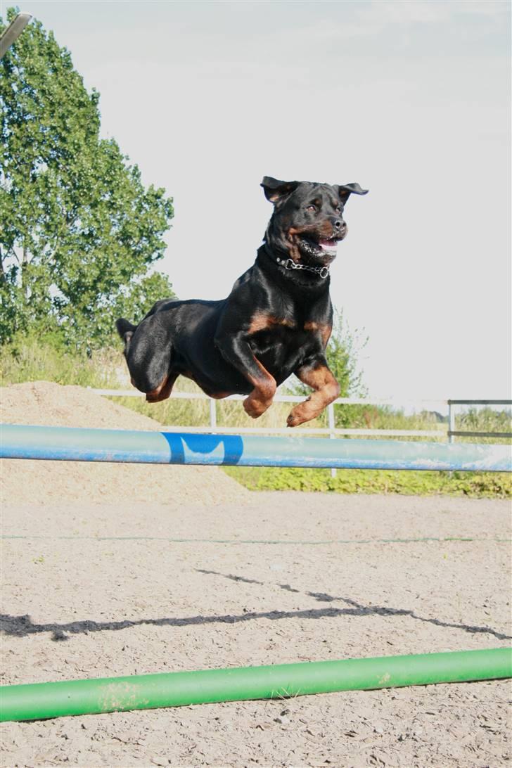 Rottweiler Buster billede 9