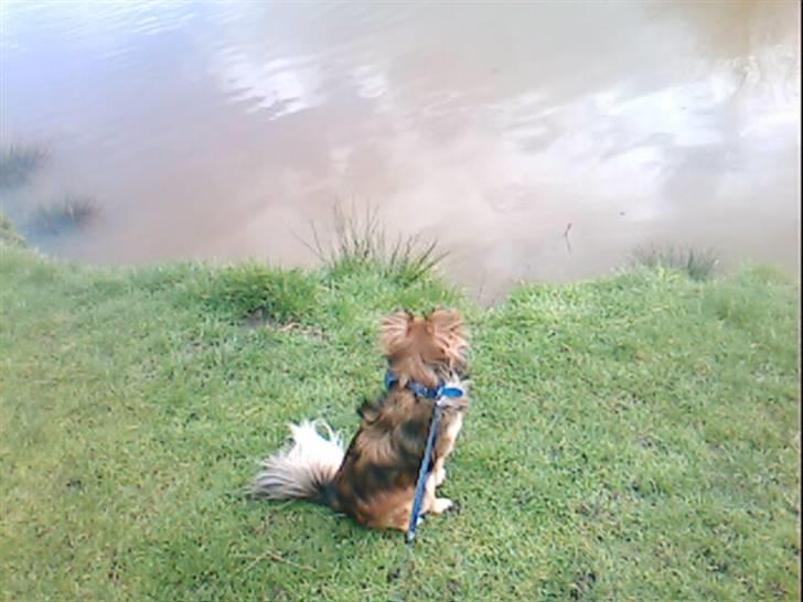 Blanding af racer Baloo billede 3