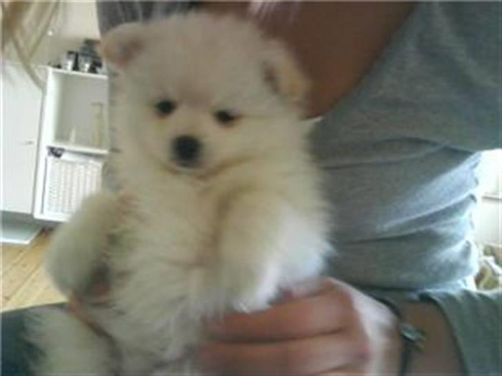 Blanding af racer Pelle billede 1