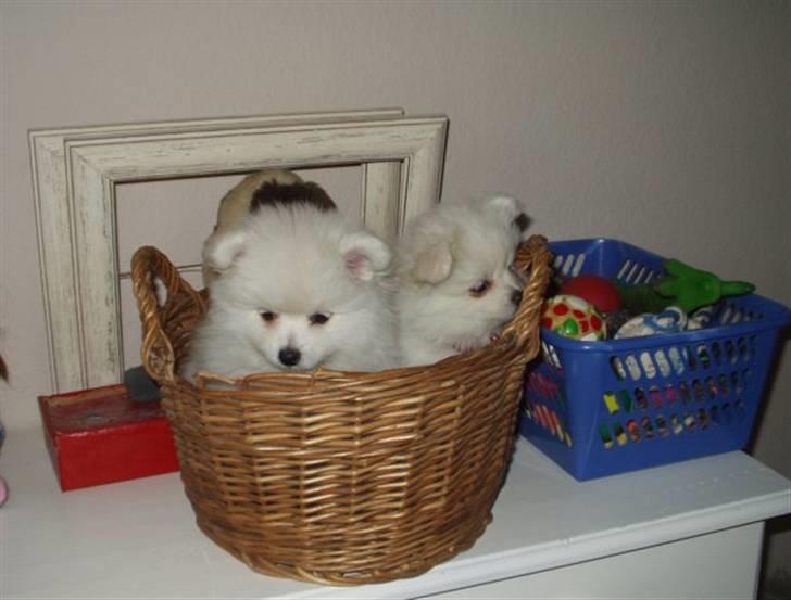 Blanding af racer Pelle billede 2