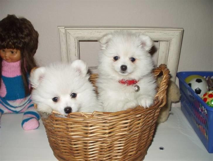 Blanding af racer Pelle billede 3