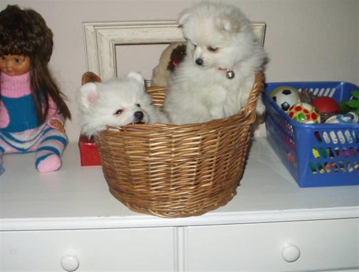 Blanding af racer Pelle billede 4