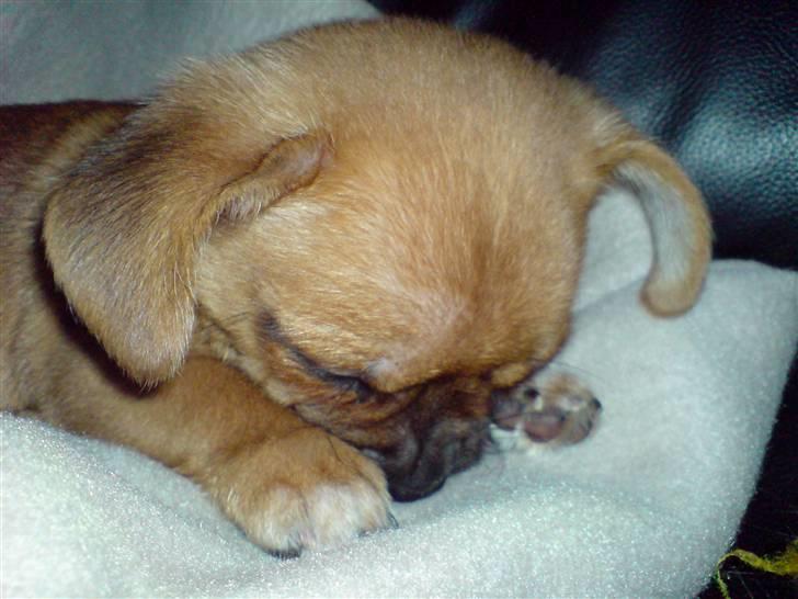 Blanding af racer Vaps R.I.P billede 11