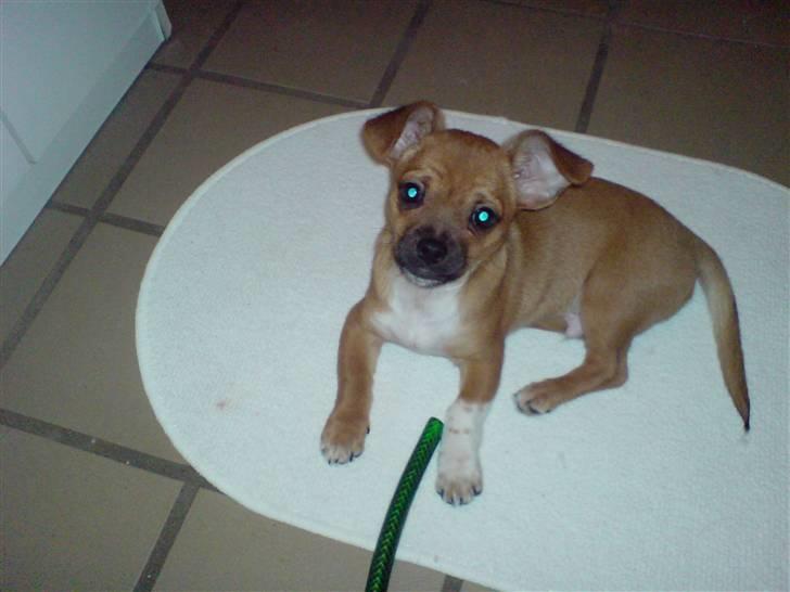 Blanding af racer Vaps R.I.P billede 12