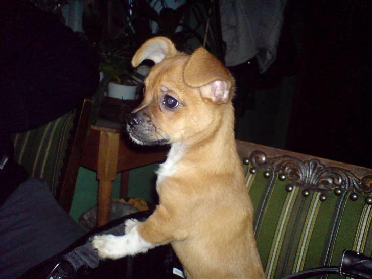 Blanding af racer Vaps R.I.P billede 13