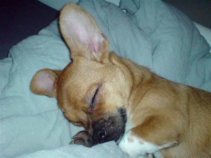 Blanding af racer Vaps R.I.P billede 14