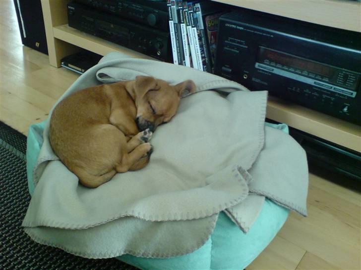 Blanding af racer Vaps R.I.P billede 15