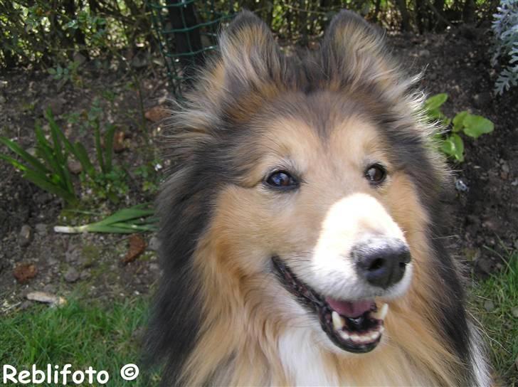Shetland sheepdog mikkel  (DØD) billede 16
