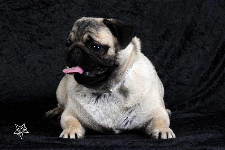 Mops Lykkedal´s Eika billede 1