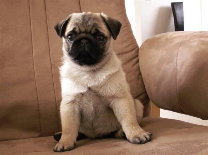 Mops Lykkedal´s Eika billede 2