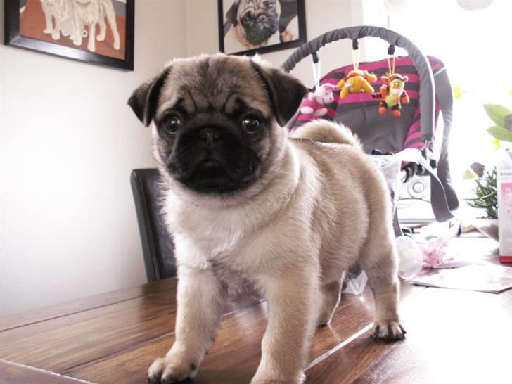 Mops Lykkedal´s Eika billede 3