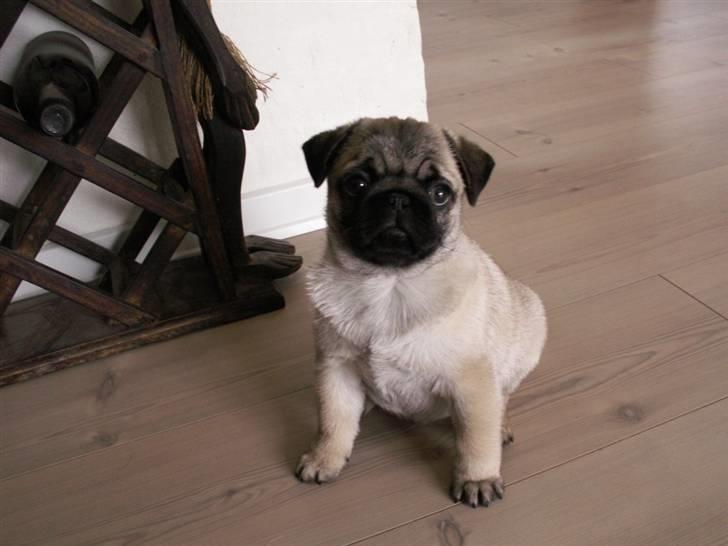 Mops Lykkedal´s Eika billede 4