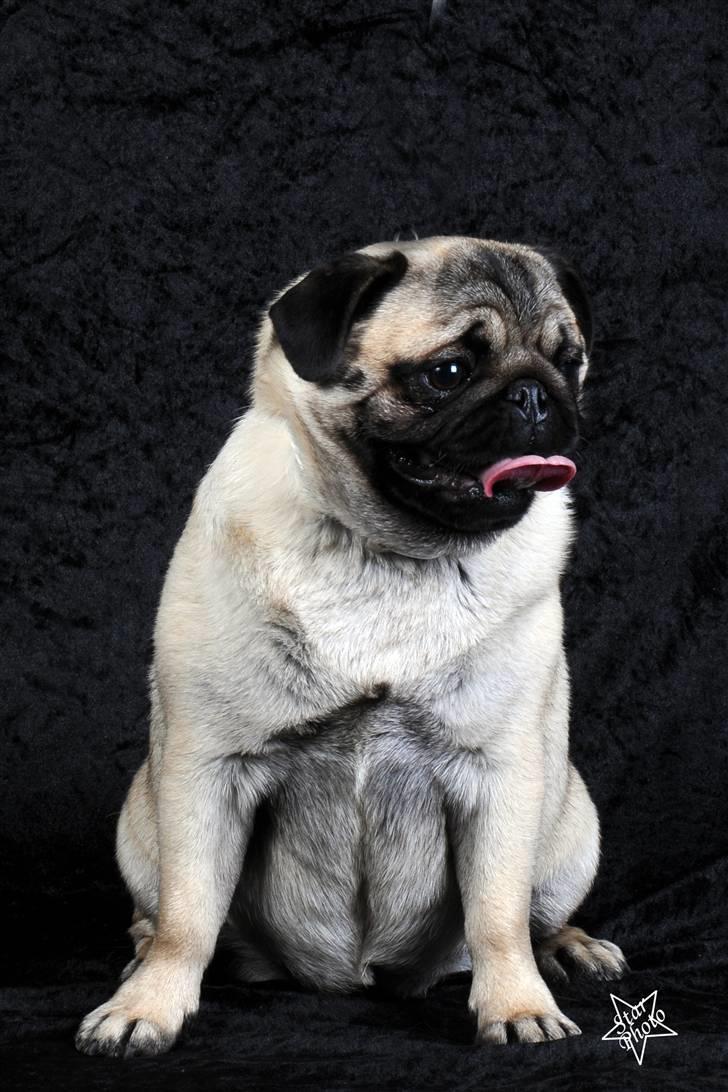 Mops Lykkedal´s Eika billede 5