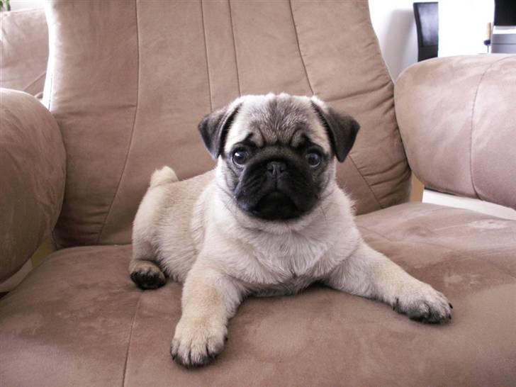 Mops Lykkedal´s Eika billede 6