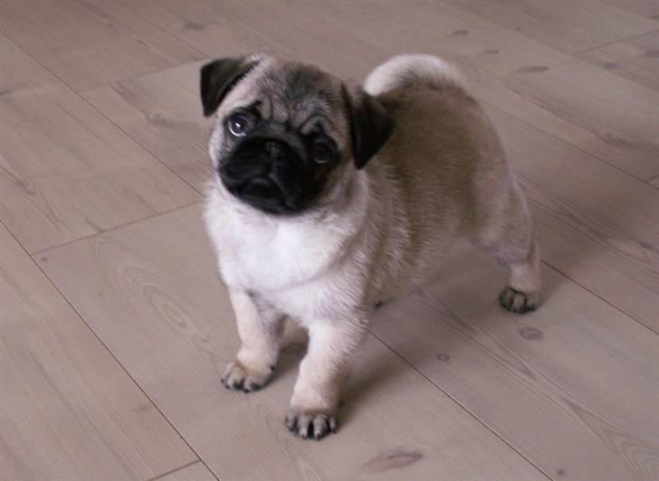 Mops Lykkedal´s Eika billede 7