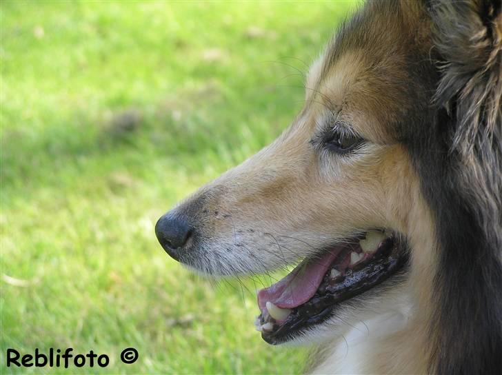 Shetland sheepdog mikkel  (DØD) billede 17