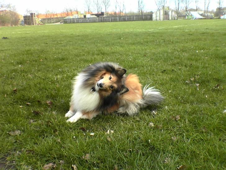 Shetland sheepdog mikkel  (DØD) billede 18