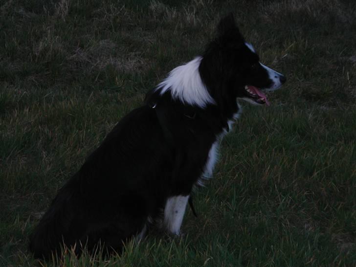 Border collie safir RIP billede 1