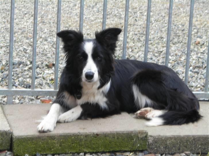 Border collie safir RIP billede 4
