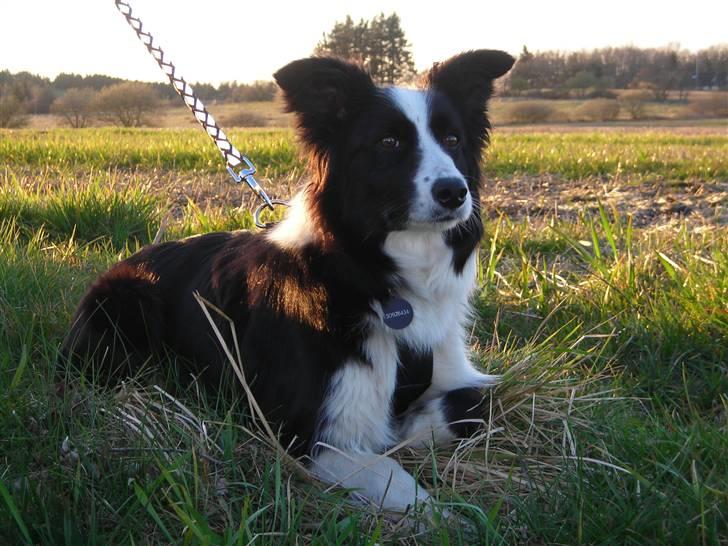 Border collie safir RIP - safir på ud kik efer kat :) billede 5