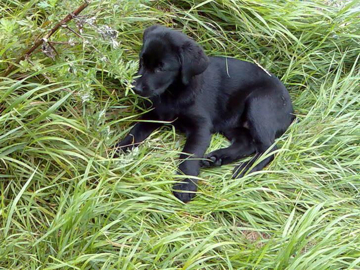 Labrador retriever Mille min mannds hund billede 1