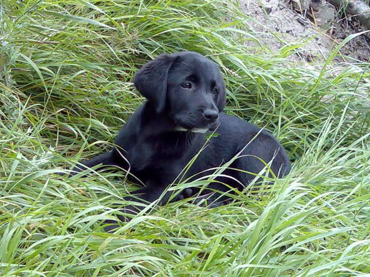 Labrador retriever Mille min mannds hund billede 2