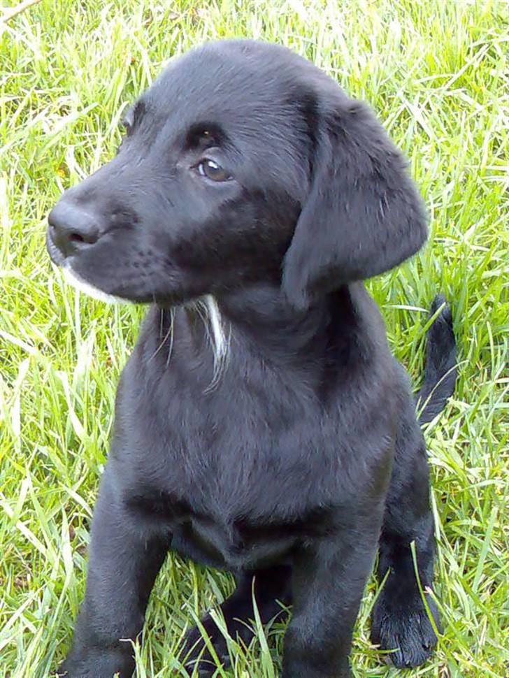 Labrador retriever Mille min mannds hund billede 3