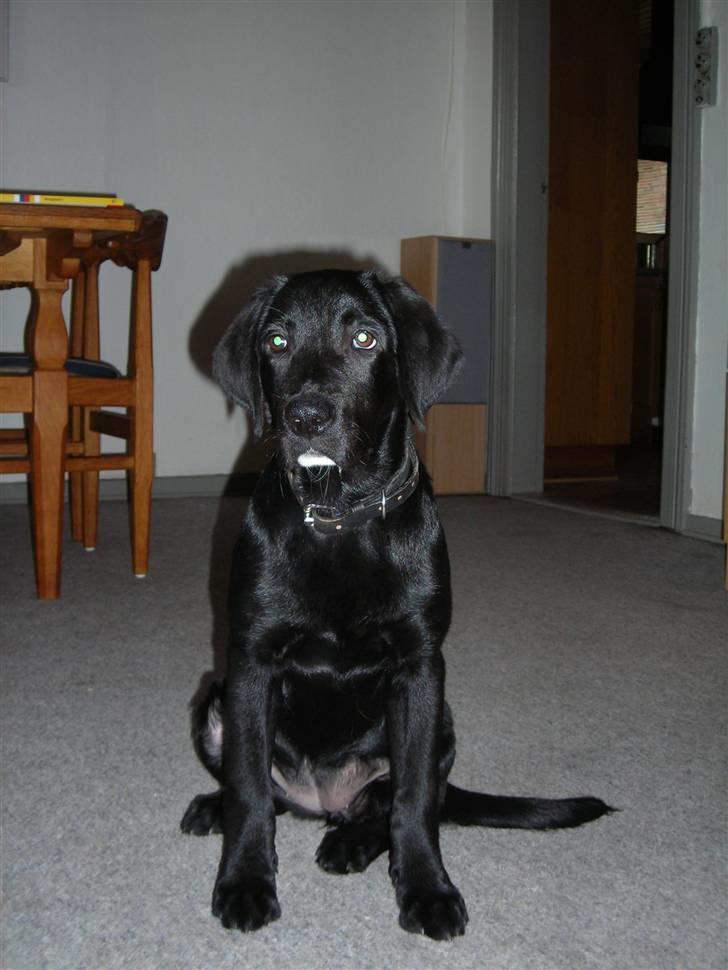 Labrador retriever Mille min mannds hund billede 4