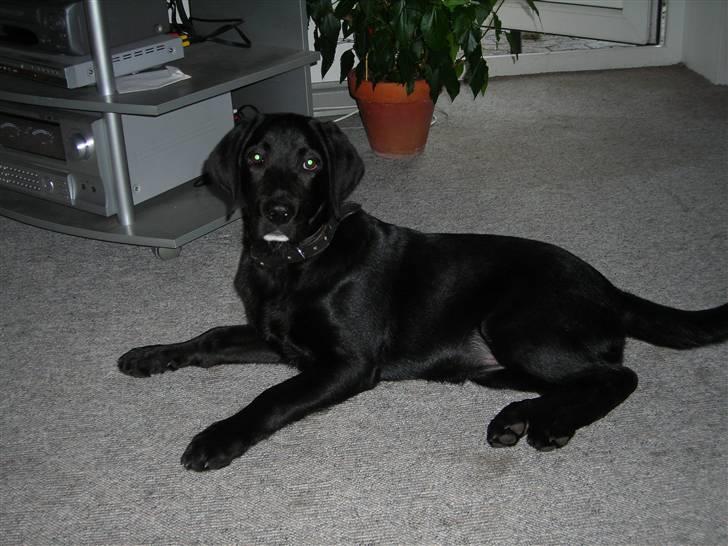 Labrador retriever Mille min mannds hund billede 5