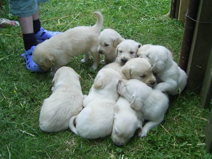 Golden retriever Bamse - Bamse blev far til 10 små hvalpe 2007 billede 15