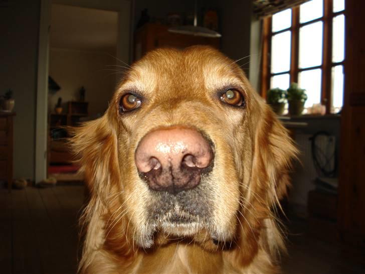 Hovawart Cindi billede 1