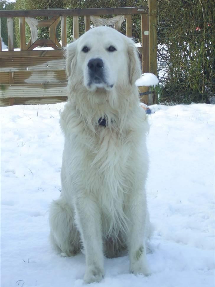 Golden retriever Bamse - Det er svært at sidde stille når man hellere vil lege i sneen, 2008 billede 17