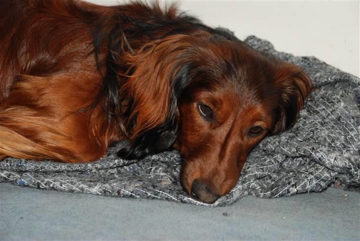 Dværggravhund Rollo - Det er meget hårdt at jagte katte ud af haven..... billede 8